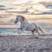 Evening Gallop 500pc Jigsaw Puzzle Extra Image 1 Preview